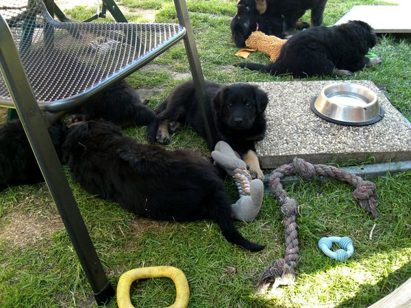 wieder zurück im Welpengarten